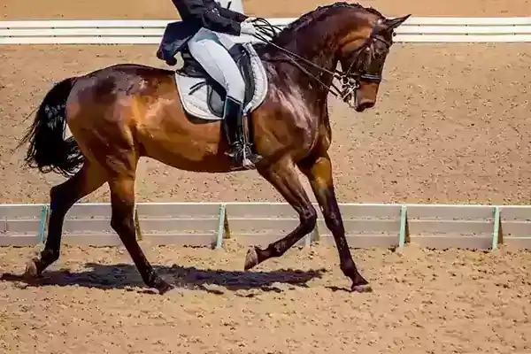 カントリー＆乗馬用ウェア